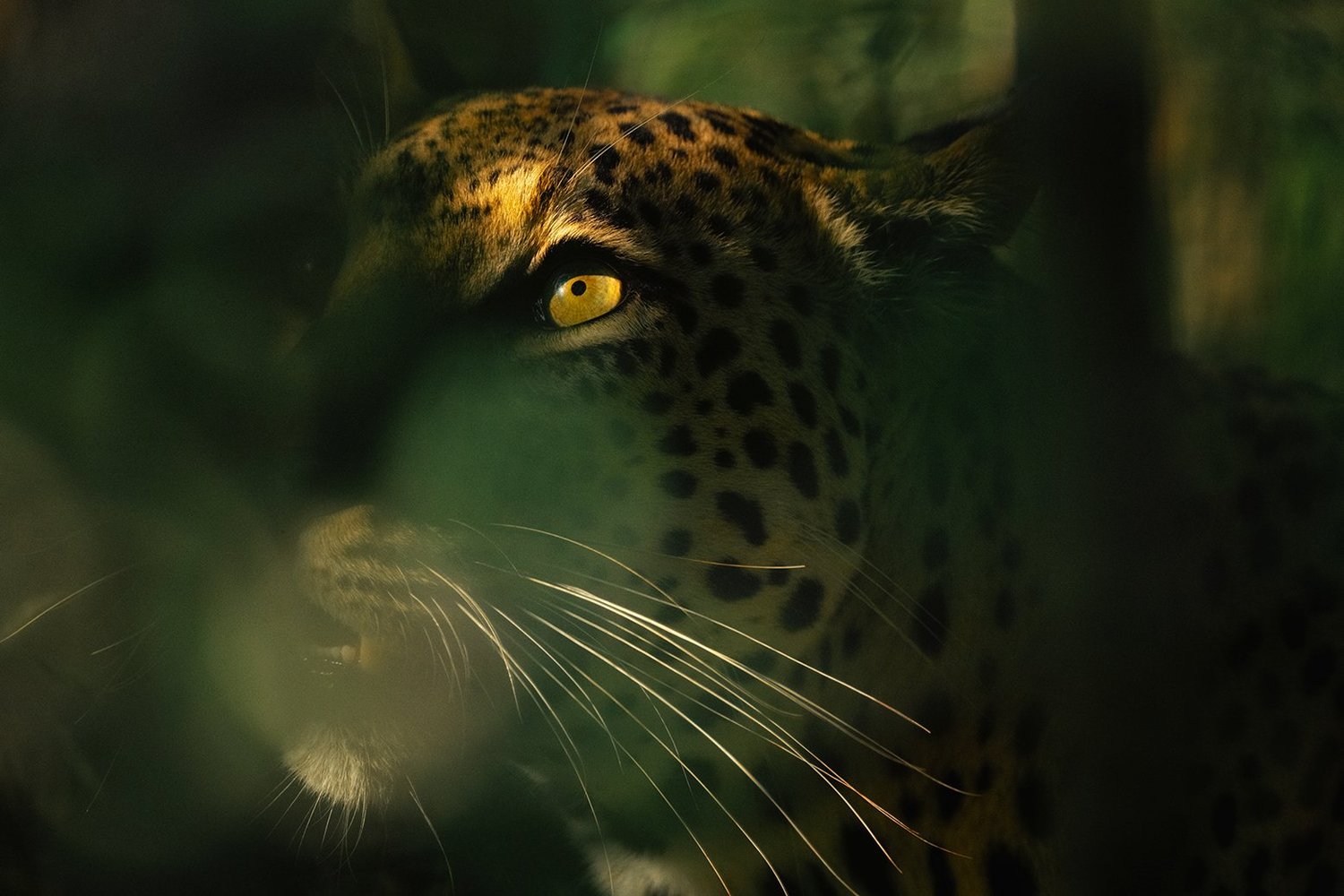 Leopard in the African wilderness